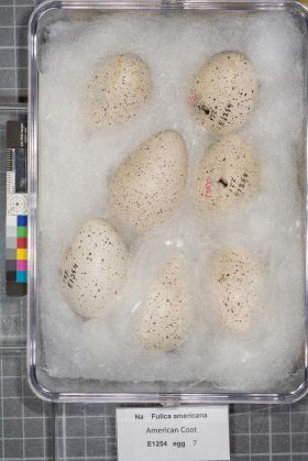 Image representing Fulica americana.