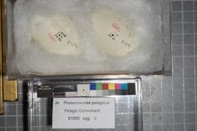 Image representing Phalacrocorax pelagicus.