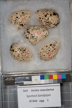 Image representing Actitis macularius.