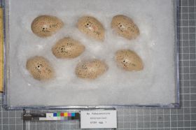 Image representing Fulica americana.