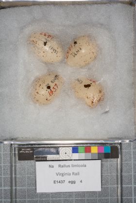 Image representing Rallus limicola.