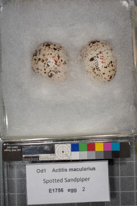 Image representing Actitis macularius.