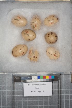Image representing Porzana carolina.
