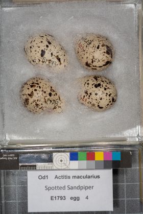 Image representing Actitis macularius.
