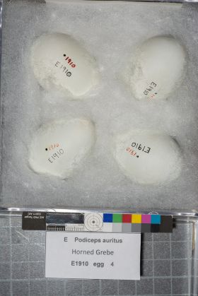 Image representing Podiceps auritus.