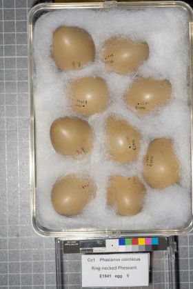 Image representing Phasianus colchicus.