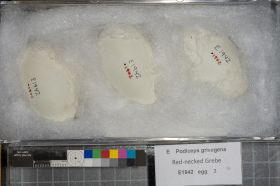 Image representing Podiceps grisegena.