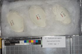 Image representing Podiceps grisegena.