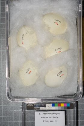 Image representing Podiceps grisegena.
