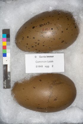 Image representing Gavia immer.