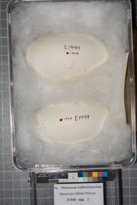 Image representing Pelecanus erythrorhynchos.