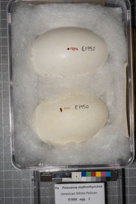 Image representing Pelecanus erythrorhynchos.