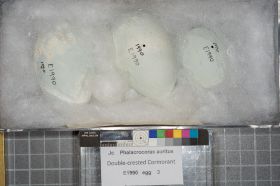 Image representing Phalacrocorax auritus.