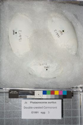 Image representing Phalacrocorax auritus.