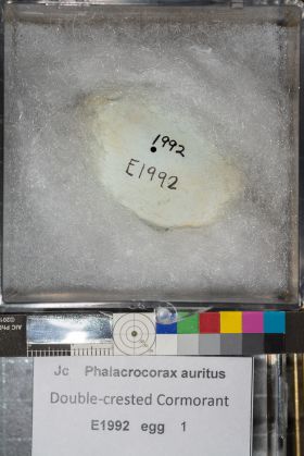 Image representing Phalacrocorax auritus.