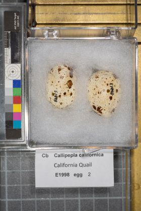 Image representing Callipepla californica.