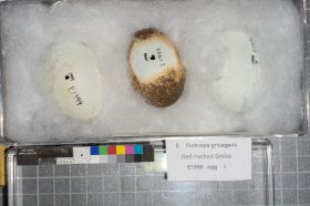 Image representing Podiceps grisegena.