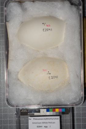 Image representing Pelecanus erythrorhynchos.