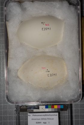 Image representing Pelecanus erythrorhynchos.