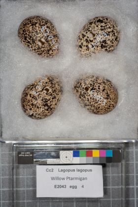 Image representing Lagopus lagopus.