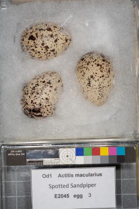 Image representing Actitis macularius.