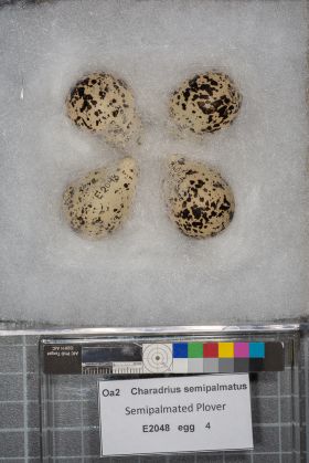 Image representing Charadrius semipalmatus.