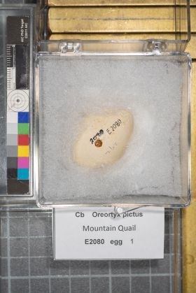 Image representing Oreortyx pictus.