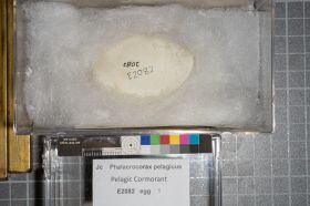 Image representing Phalacrocorax pelagicus.