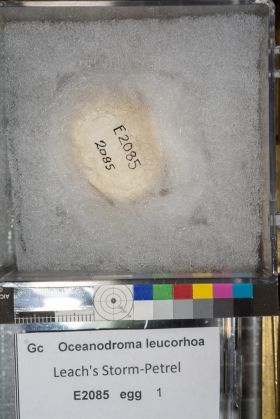 Image representing Hydrobates leucorhous.