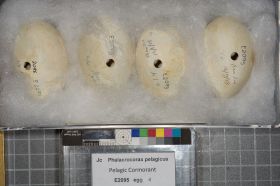 Image representing Phalacrocorax pelagicus.