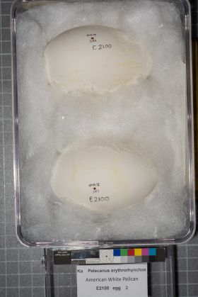 Image representing Pelecanus erythrorhynchos.