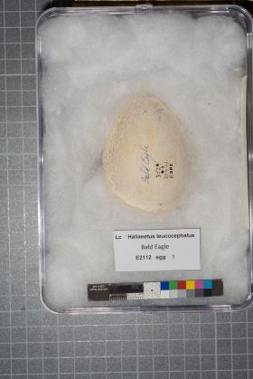 Image representing Haliaeetus leucocephalus.