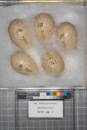 Image representing Fulica americana.