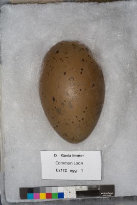 Image representing Gavia immer.