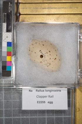 Image representing Rallus longirostris.